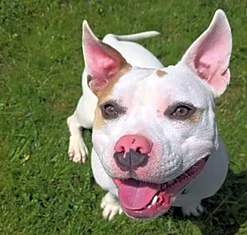 Photo of Peppa