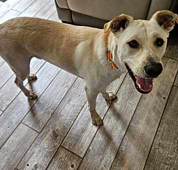 Photo of Milo