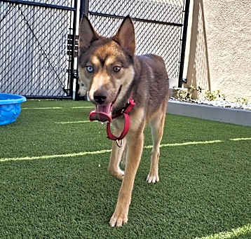 Photo of Wolfie