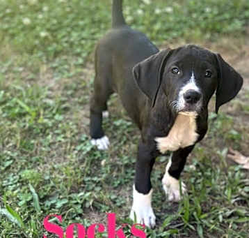 Photo of Socks