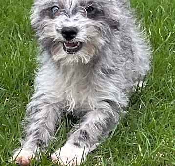 Photo of Tart