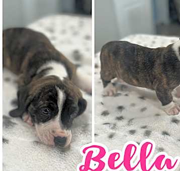 Photo of Bella (7 Basset’s 4)