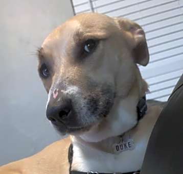 Photo of Duke