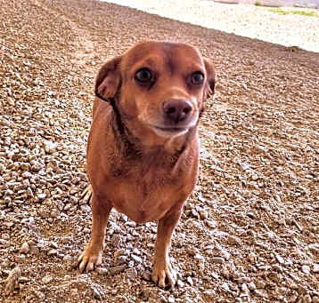 Photo of Tinkerbelle