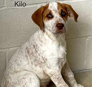 Photo of Kilo 5290