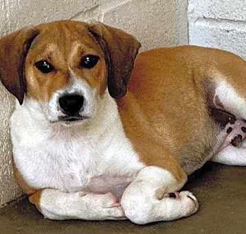 Photo of Waffles 1259