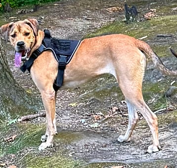 Photo of Sampson