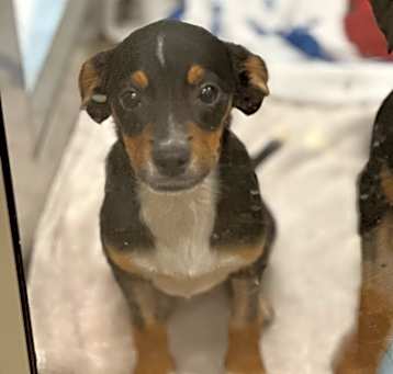 Photo of Chip