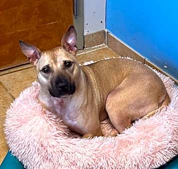 Photo of Ambrosia