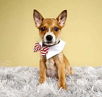 Photo of Buster (Courtesy)