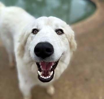 Photo of Zeus (Courtesy)