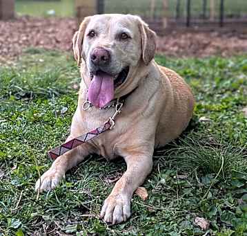 Photo of Cooper