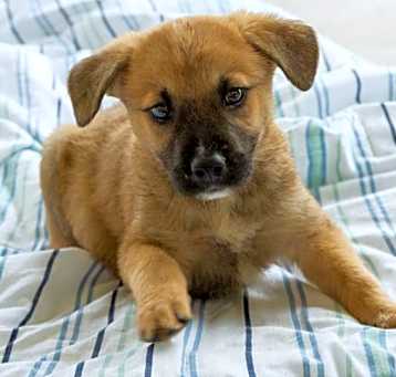 Photo of DINGO
