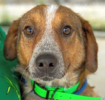 Photo of BENJI