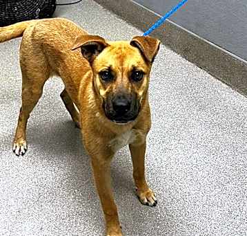 Photo of *GINGER