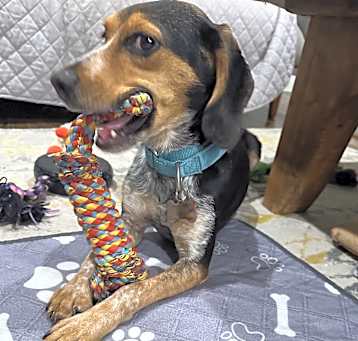 Photo of Checkers