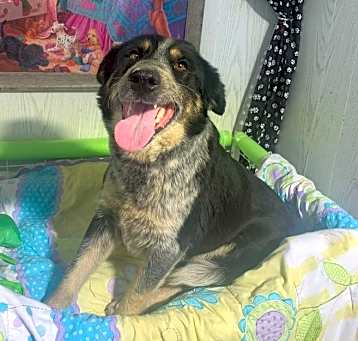 Photo of Starla