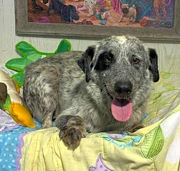 Photo of Buck