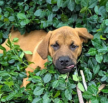 Photo of Curly (SBP1)