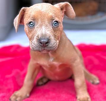 Photo of Ocean's 7 litter: Sandra