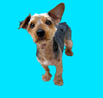 Photo of TUSC-Stray-80350