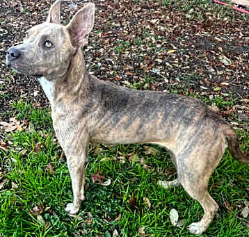 Photo of Bonnie