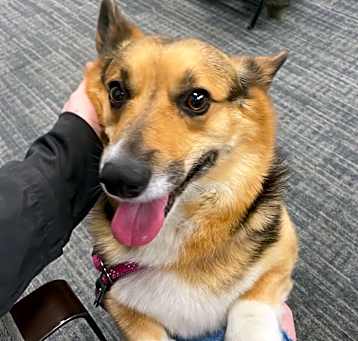 Photo of Snickers