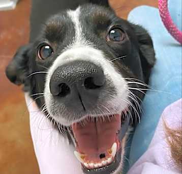 Photo of Jaskier