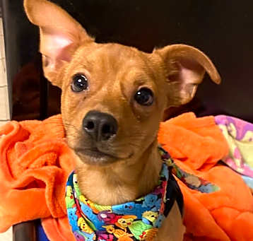 Photo of Braxton