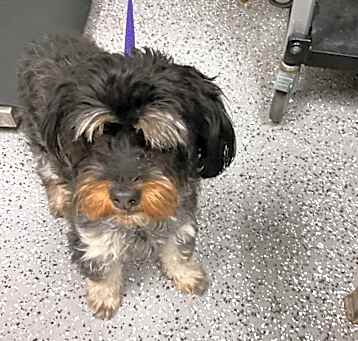 Photo of HACC-Stray-27681