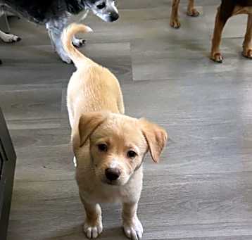 Photo of Peach