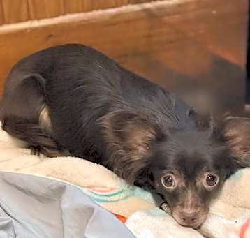 Photo of Coco