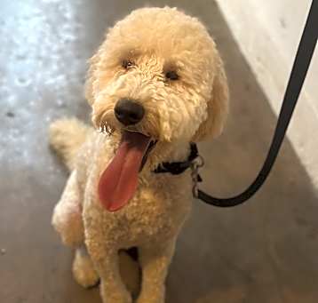 Photo of Coco
