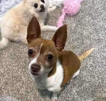 Photo of Pixie