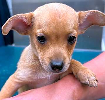 Photo of LOKI