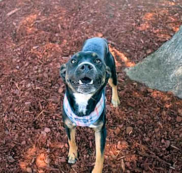 Photo of JUNIPER