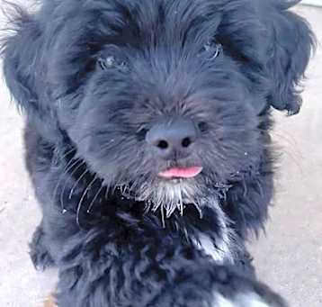 Photo of Poppy