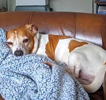 Photo of Wishbone