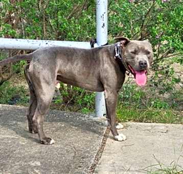 Photo of Bruno