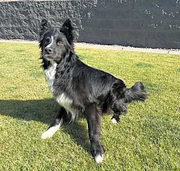 Photo of Scout