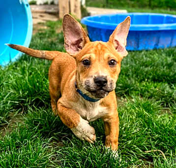 Photo of Brownie 
