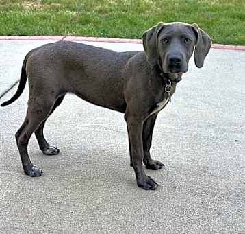 Photo of Pepper