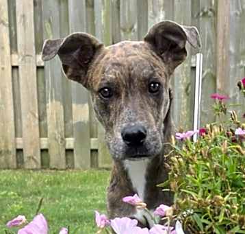 Photo of Asta