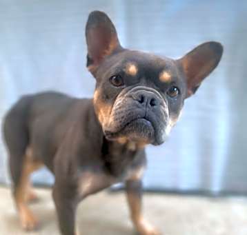 Photo of Ipo
