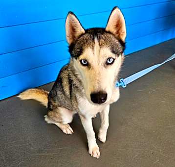 Photo of Pharah