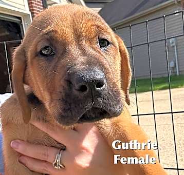 Photo of Guthrie