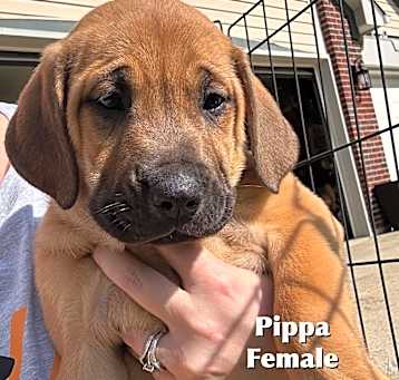 Photo of Pippa