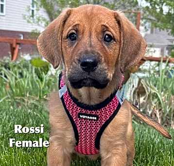 Photo of Rossi