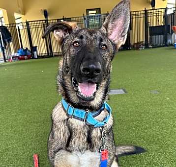 Photo of Cinder