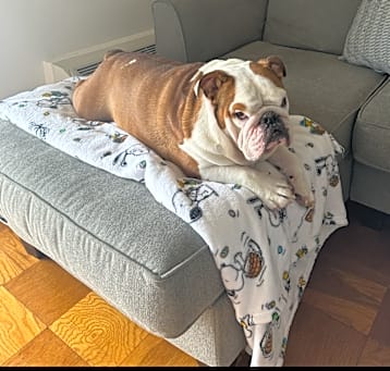 Photo of Ollie